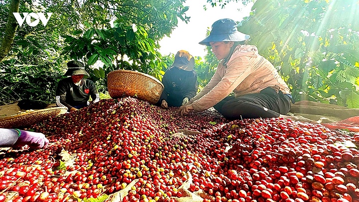 Giá cà phê hôm nay 17/5: Giá cà phê trong nước ở mức 87.800 đồng/kg