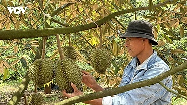 Tháo gỡ ách tắc kiểm nghiệm để giữ thị trường xuất khẩu sầu riêng