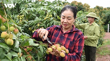Thủ phủ vải thiều sớm ở Bắc Ninh trước vụ thu hoạch: Kẻ cười, người khóc